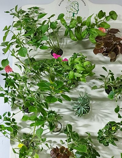 What's New Living wall