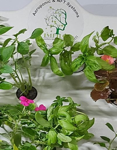 What's New Living wall