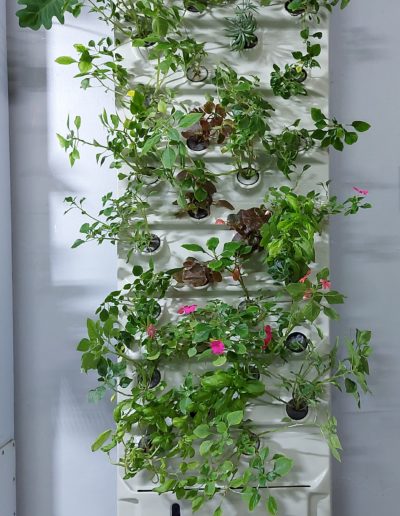 What's New Living wall